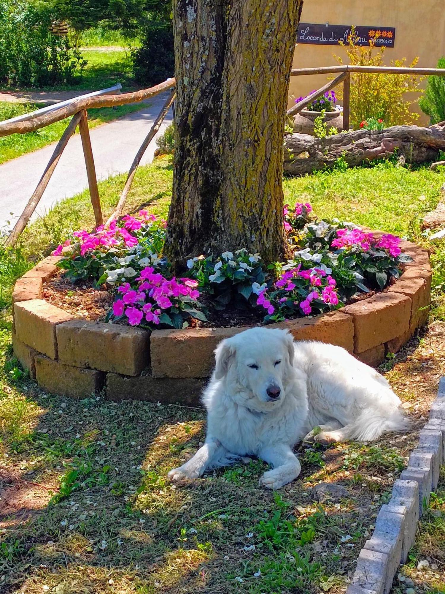 Locanda Di Alberi 보르고산로렌조 외부 사진